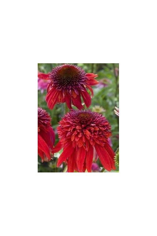 jeżówka, jeżówka Eccentric, echinacea, echinacea Eccentric