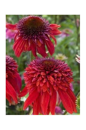 jeżówka, jeżówka Eccentric, echinacea, echinacea Eccentric