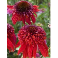 jeżówka, jeżówka Eccentric, echinacea, echinacea Eccentric