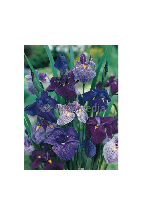 Kosaciec (Irys) mieczolistny Irys kaempfera