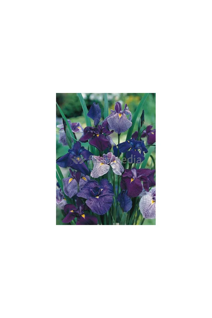 Kosaciec (Irys) mieczolistny Irys kaempfera