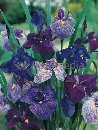 Kosaciec (Irys) mieczolistny Irys kaempfera