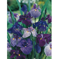 Kosaciec (Irys) mieczolistny Irys kaempfera