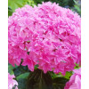 Hortensja ogrodowa 'Perfection' Hydrangea macrophylla