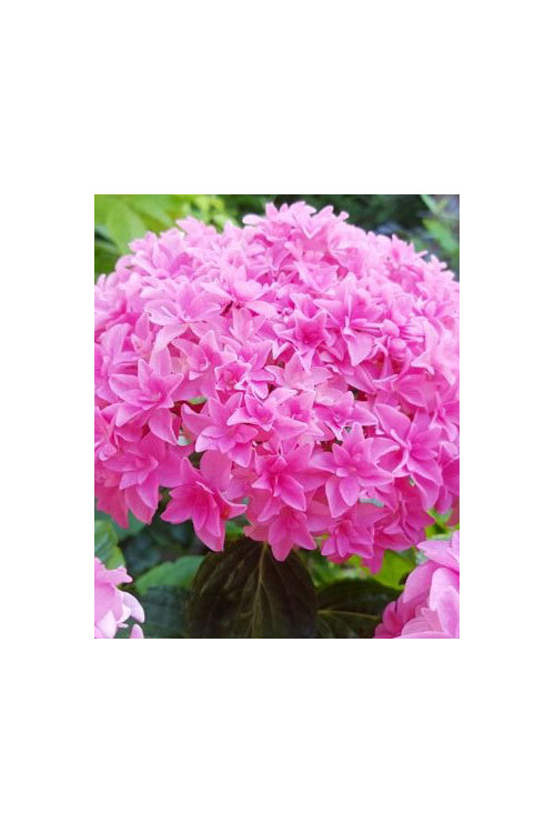 Hortensja ogrodowa 'Perfection' Hydrangea macrophylla