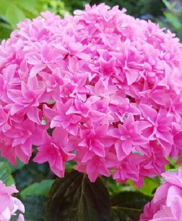 Hortensja ogrodowa 'Perfection' Hydrangea macrophylla