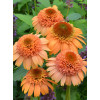 Jeżówka 'Supreme Cantaloupe' | Echinacea