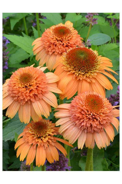 Jeżówka 'Supreme Cantaloupe' | Echinacea
