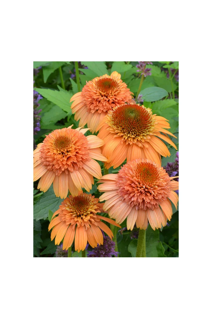 Jeżówka 'Supreme Cantaloupe' | Echinacea