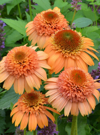 Jeżówka 'Supreme Cantaloupe' | Echinacea