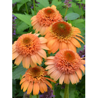 Jeżówka 'Supreme Cantaloupe' | Echinacea