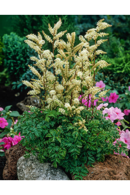 Parzydło lśniące | Aruncus aethusifolius