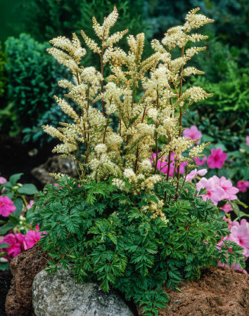 Parzydło lśniące | Aruncus aethusifolius