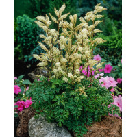 Parzydło lśniące | Aruncus aethusifolius