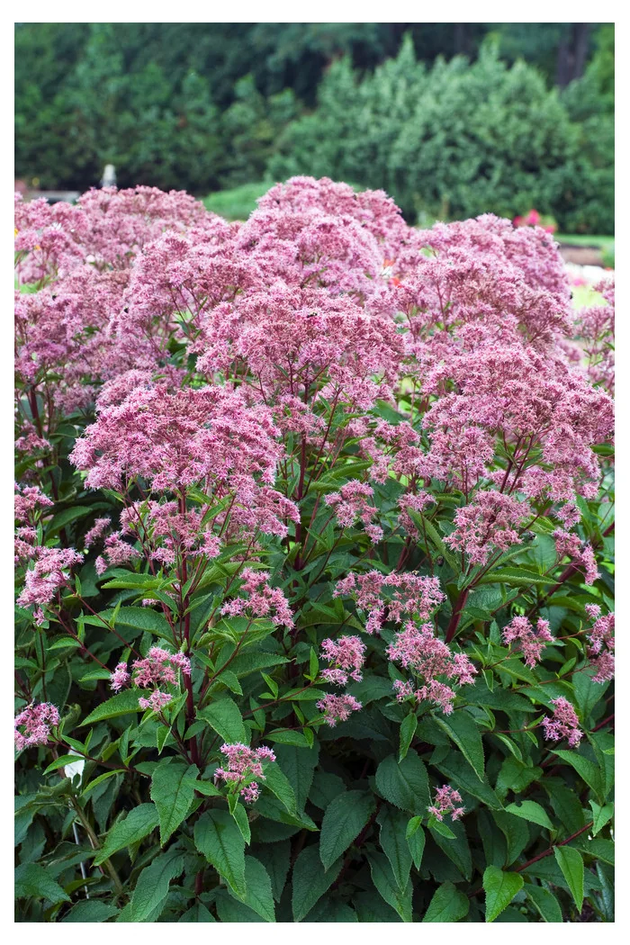 Sadziec plamisty 'Phantom' | Eupatorium maculatum