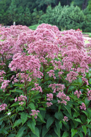 Sadziec plamisty 'Phantom' | Eupatorium maculatum