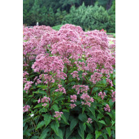 Sadziec plamisty 'Phantom' | Eupatorium maculatum