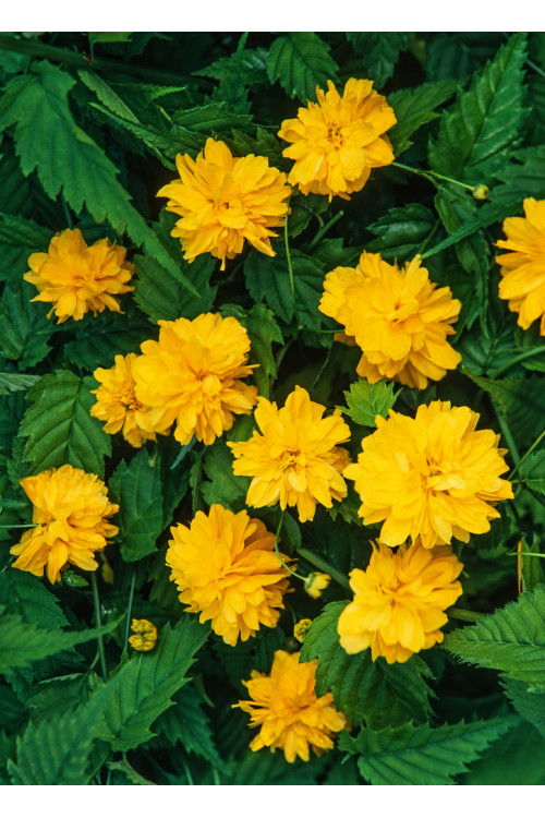 Złotlin japoński 'Pleniflora' Kerria japonica