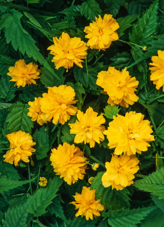 Złotlin japoński 'Pleniflora' Kerria japonica