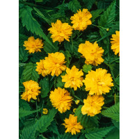 Złotlin japoński 'Pleniflora' Kerria japonica