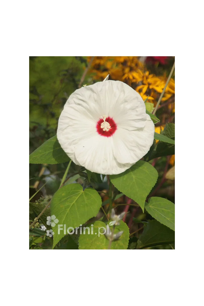 Hibiskus 'Old Yella' Hibiscus