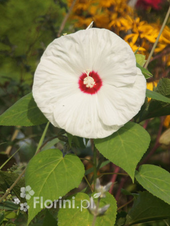 Hibiskus 'Old Yella' Hibiscus