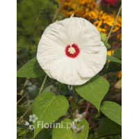 Hibiskus 'Old Yella' Hibiscus