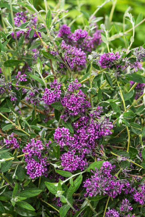Budleja skrętolistna 'Unique' Buddleja alternifolia