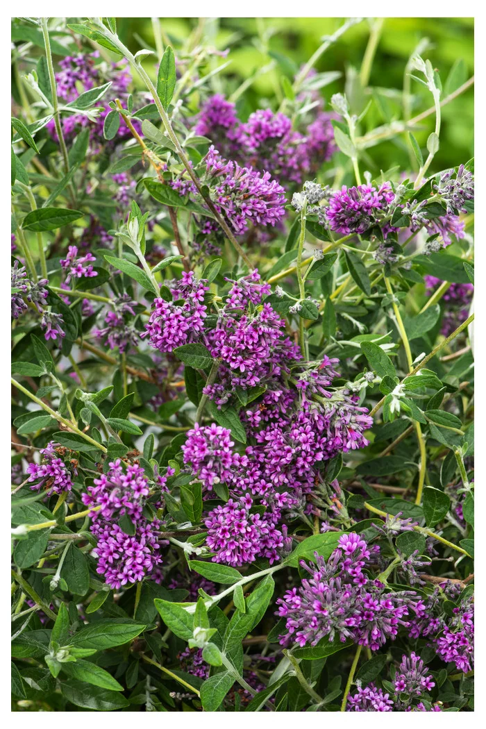 Budleja skrętolistna 'Unique' Buddleja alternifolia