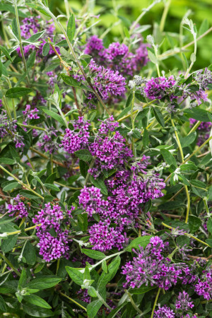 Budleja skrętolistna 'Unique' Buddleja alternifolia