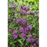 Budleja skrętolistna 'Unique' Buddleja alternifolia