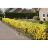 Forsycja pośrednia 'Miniglod' Forsythia intermedia