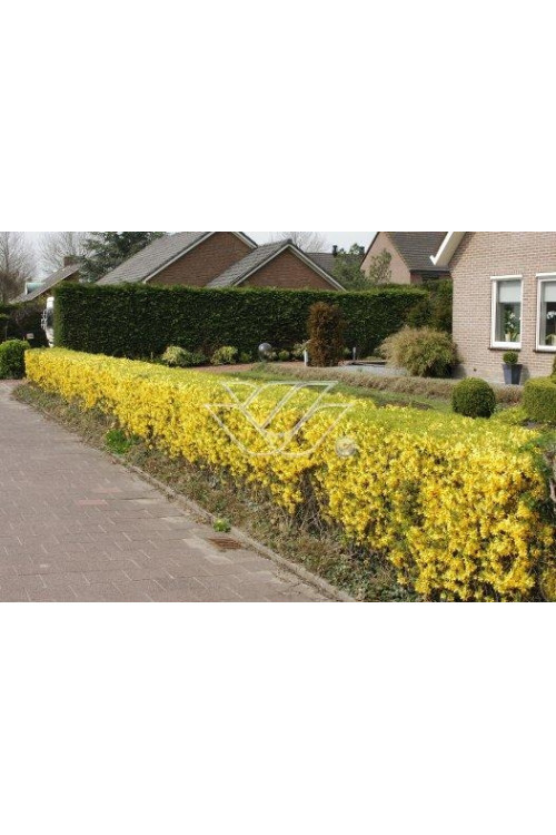 Forsycja pośrednia 'Miniglod' Forsythia intermedia