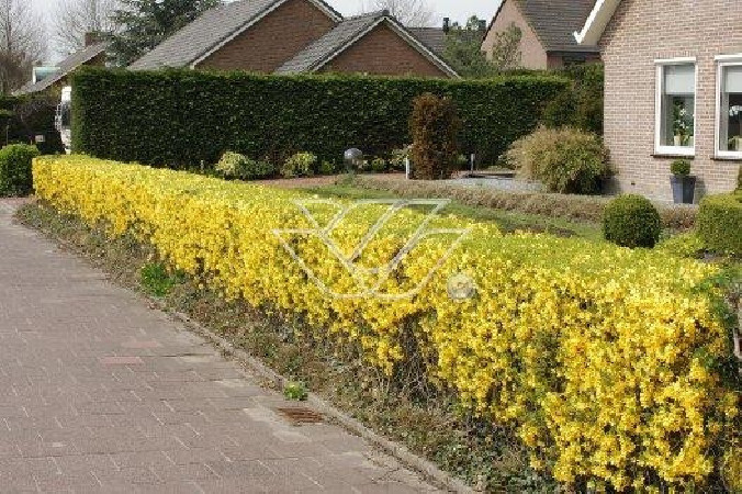 Forsycja pośrednia 'Miniglod' Forsythia intermedia