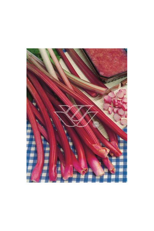 Rabarbar dłoniasty (Rzewień kędzierzawy) | Rheum rabarbarum