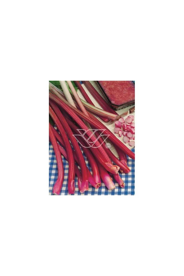 Rabarbar dłoniasty (Rzewień kędzierzawy) | Rheum rabarbarum