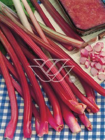 Rabarbar dłoniasty (Rzewień kędzierzawy) | Rheum rabarbarum