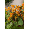 Języczka pomarańczowa 'Othello' Ligularia dentata