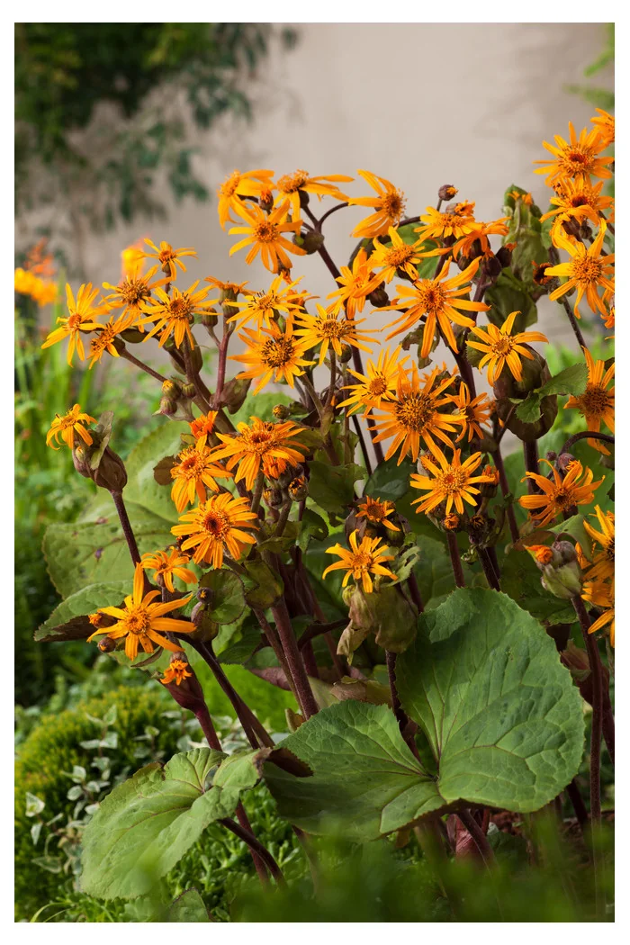 Języczka pomarańczowa 'Othello' Ligularia dentata