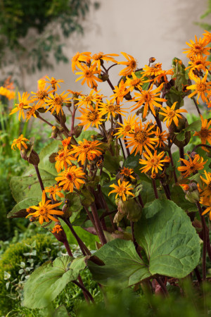 Języczka pomarańczowa 'Othello' Ligularia dentata