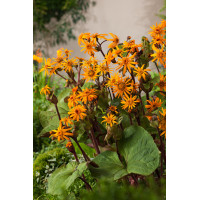 Języczka pomarańczowa 'Othello' Ligularia dentata