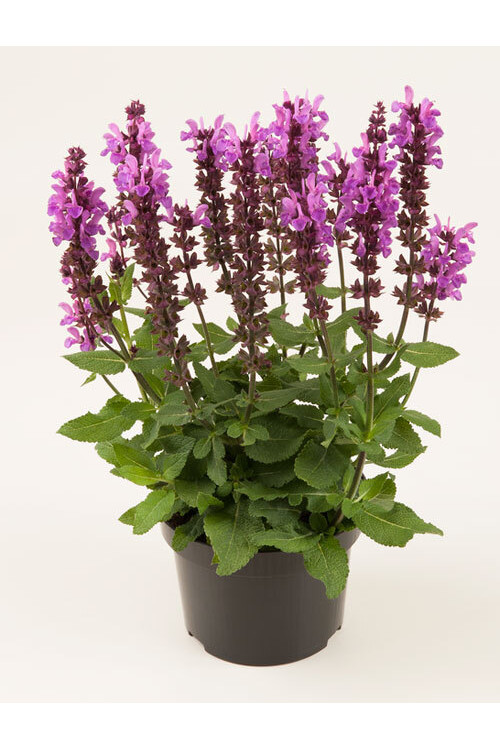 Szałwia omszona 'Marvel Rose' | Salvia nemorosa