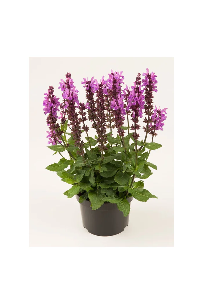 Szałwia omszona 'Marvel Rose' | Salvia nemorosa