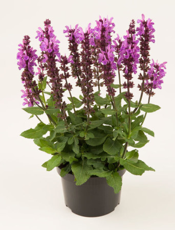 Szałwia omszona 'Marvel Rose' | Salvia nemorosa