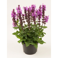 Szałwia omszona 'Marvel Rose' | Salvia nemorosa