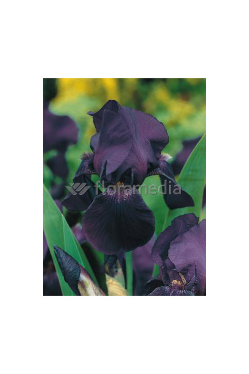 Kosaciec (Irys) bródkowy 'Black Dragon' Iris germanica