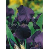 Kosaciec (Irys) bródkowy 'Black Dragon' Iris germanica