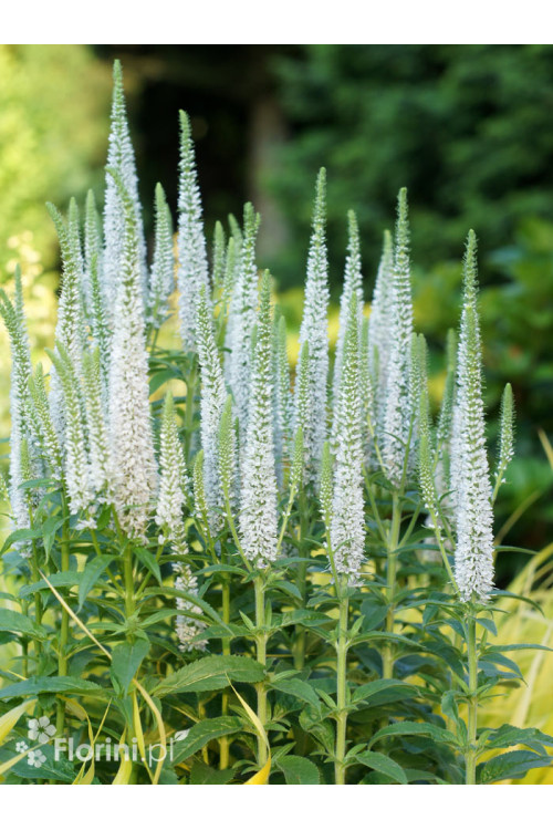 Przetacznik 'Snow Candles' | Veronica spicata