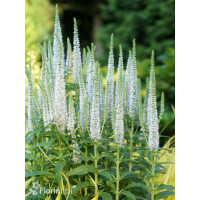 Przetacznik 'Snow Candles' | Veronica spicata