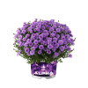 Aster 'Alpha Purple Rocket' | Aster